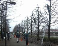 「街路樹剪定士」や「植栽基盤診断士」の育成や認定などにも取り組んでいます