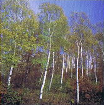 里山や農山漁村の景観保全も造園建設業の取り組みの一つです2