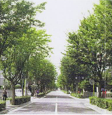 都市景観の基軸となる街路樹2